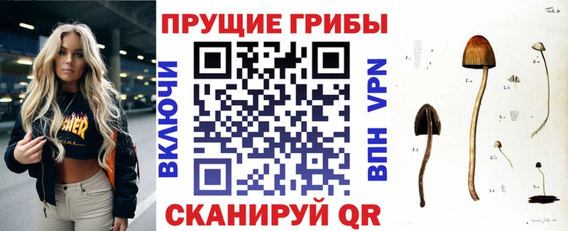 OMG зеркало  Спас-Клепики  Галлюциногенные грибы Cubensis 
